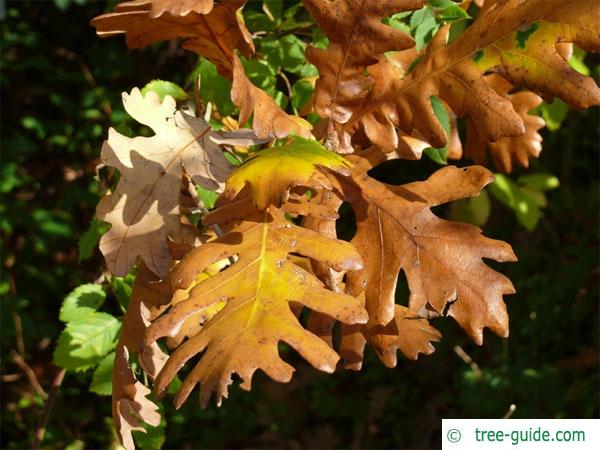 hungarian oak (Quercus fainetto) foliage in autumn