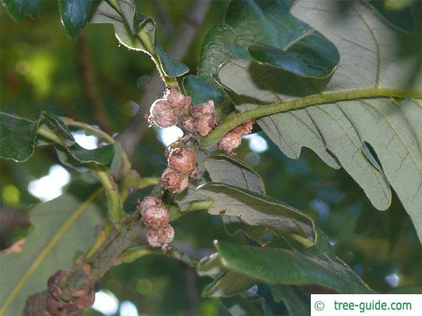 hungarian oak (Quercus fainetto) early fruits