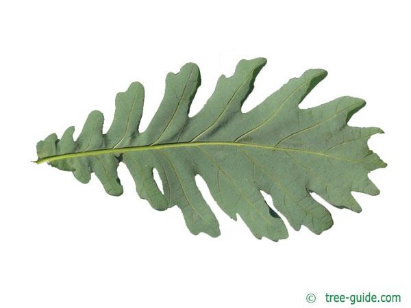 hungarian oak (Quercus fainetto) leaf underside