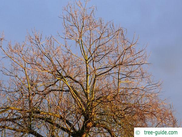 indian bean tree (Catalpa bignonioides) in winter