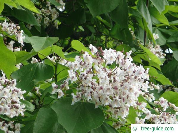 indian bean tree (Catalpa bignonioides) flower