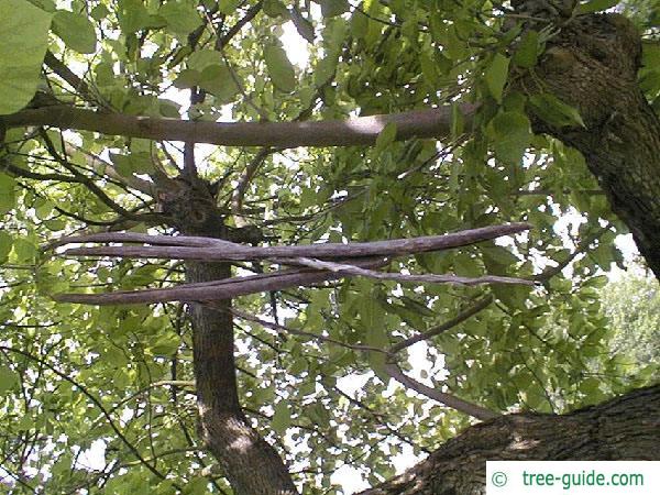 indian bean tree (Catalpa bignonioides) fruit 2