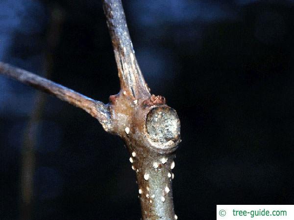 indian bean tree (Catalpa bignonioides) leaf scar