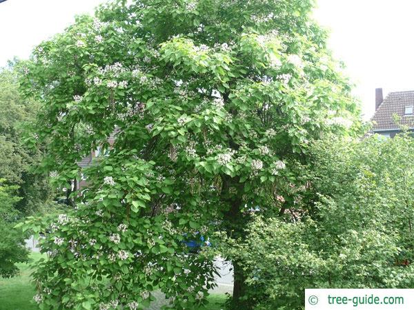 indian bean tree (Catalpa bignonioides) in summer