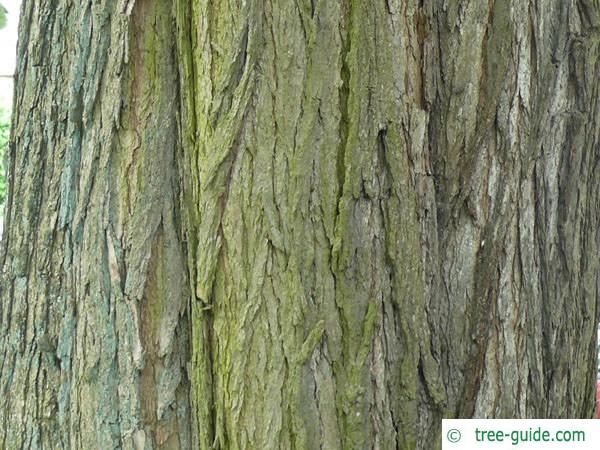 indian bean tree (Catalpa bignonioides) trunk / bark