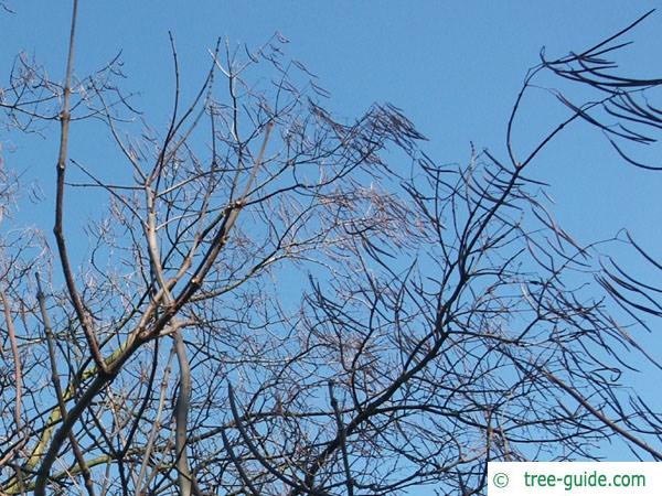 indian bean tree (Catalpa bignonioides) trunk