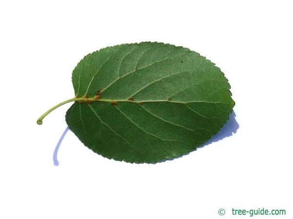 italian alder (Alnus cordata) leaf underside