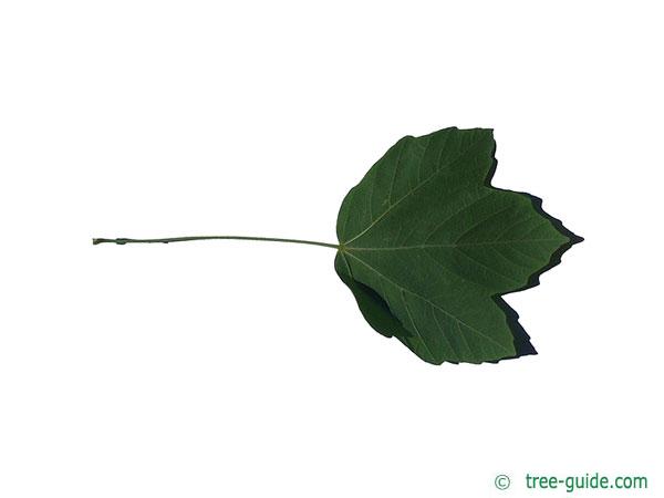 italian maple (Acer opalus) leaf underside
