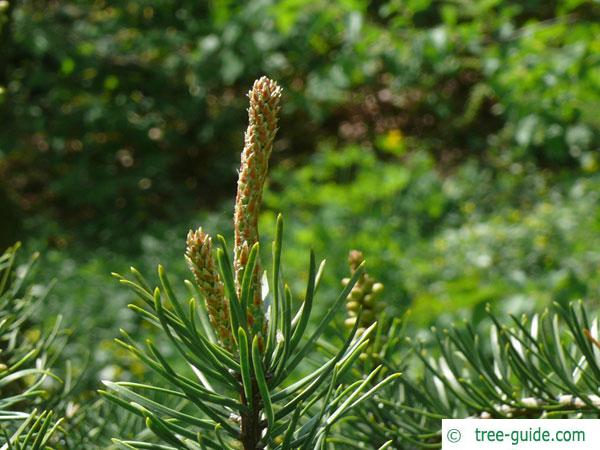 jack pine (Pinus banksiana) blossom