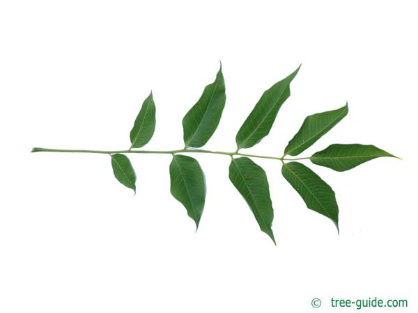 japanese cork tree (Phellodendron japonicum) leaf