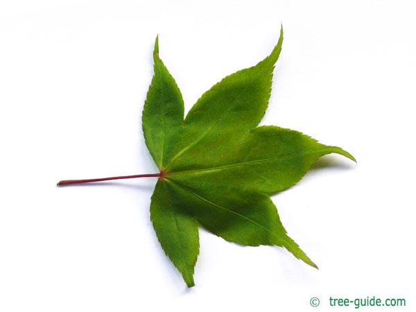 japanese maple (Acer palmatum 'Ozakazuki') leaf