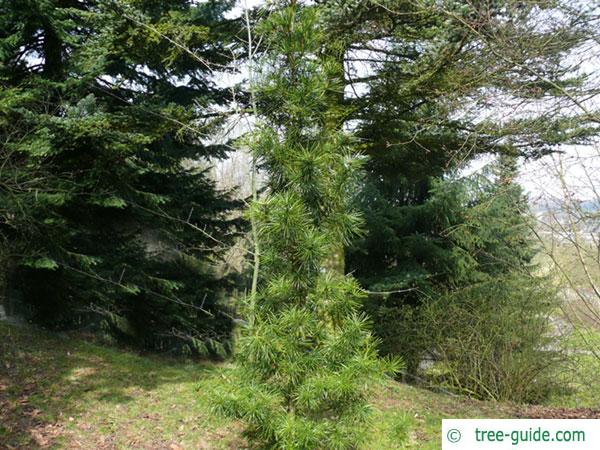 japanese ambrella pine (Sciadopitys verticillata) tree