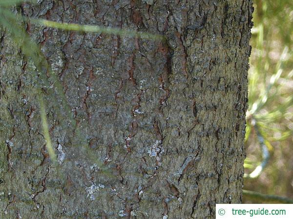 jeffery pine (Pinus jeffreyi) trunk / bark