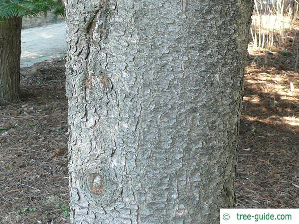 jersey pine (Pinus virginiana) trunk / bark
