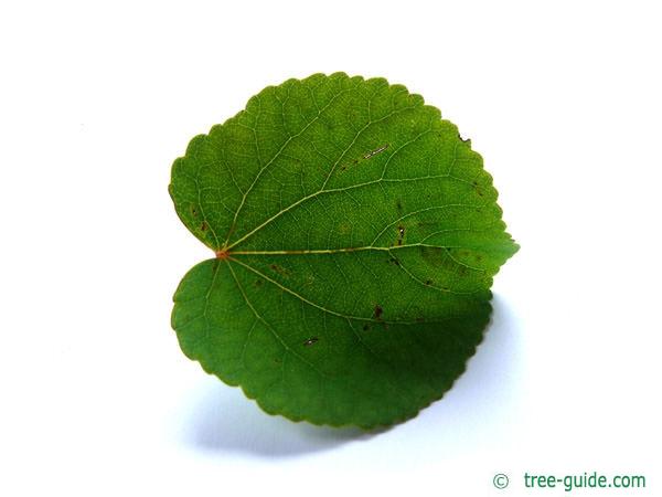 katsura (Cercidiphyllum japonicum) leaf