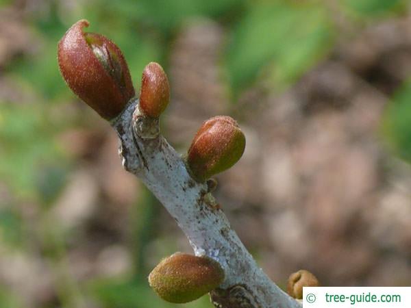 kentucky coffee tree (Gymnocladus dioicus) bud
