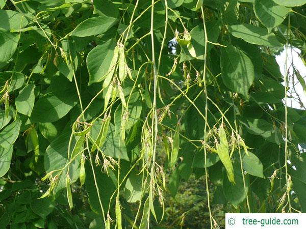 yellowwood (Cladrastis kentukea) fruits