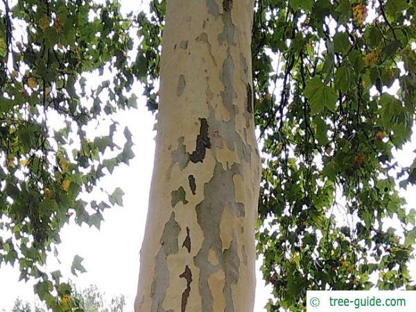 London plane tree exfoliating bark