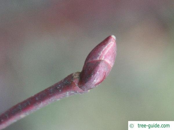 large leaved lime (Tilia platyphyllos) terminal bud