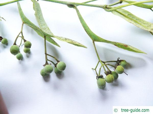 large leaved lime (Tilia platyphyllos) fruits in summer