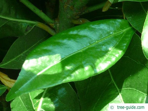 laurel (Laurus nobilis) leaf