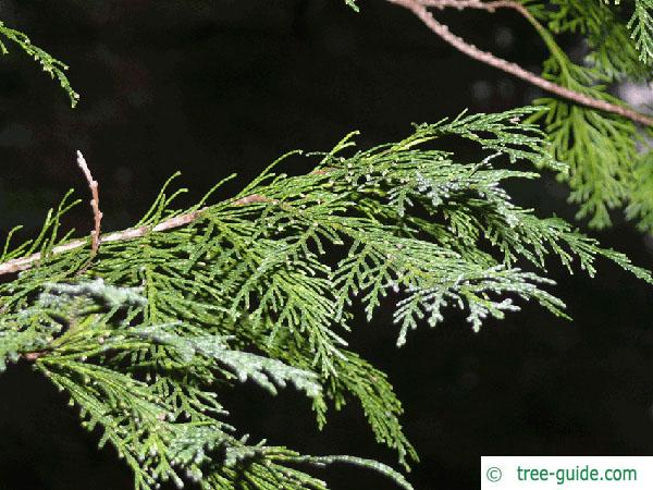 Lawson's Cypress (Chamaecyparis lawsoniana 'Glauca') branch