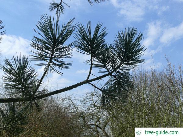 limber pine (Pinus flexilis) branch tip