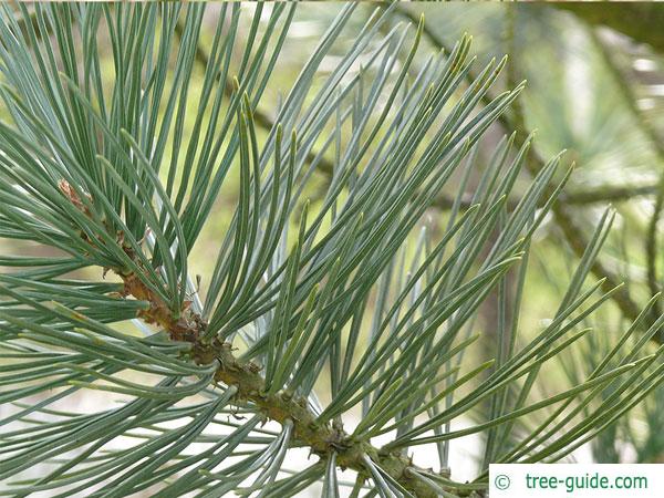limber pine (Pinus flexilis) branch