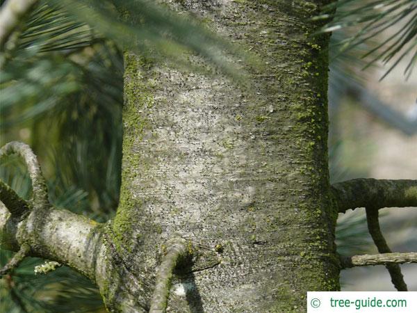 limber pine (Pinus flexilis) trunk / bark