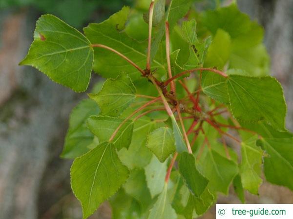 lombardy poplar (Populus nigra 'Italica') budding