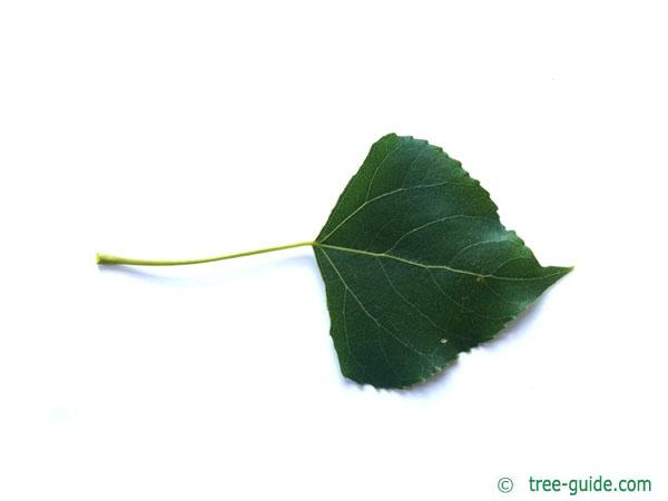 lombardy poplar (Populus nigra 'Italica') leaf