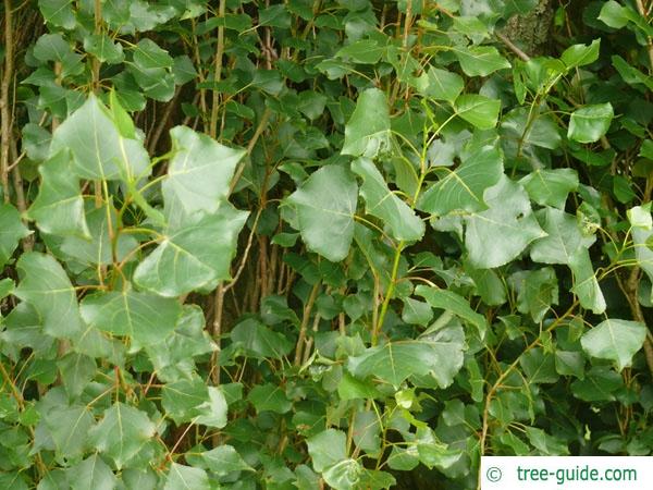 lombardy poplar (Populus nigra 'Italica') leaves