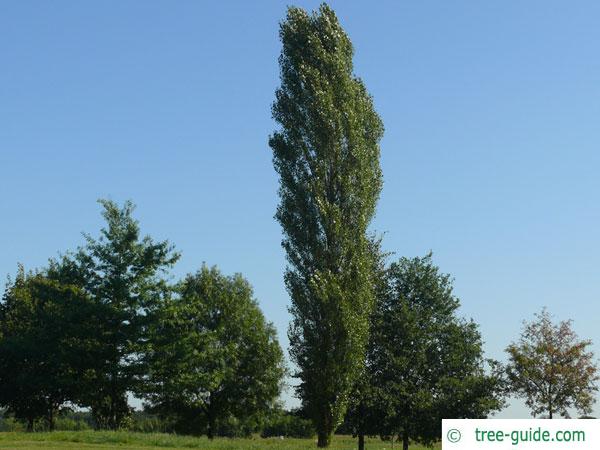 lombardy poplar (Populus nigra 'Italica') tree in summer