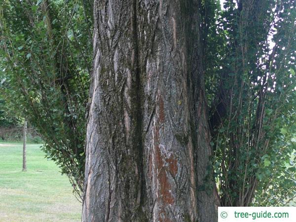 lombardy poplar (Populus nigra 'Italica') trunk / bark