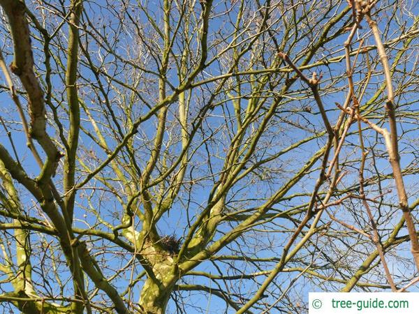 london plane tree (Platanus acerifolia) crown winter