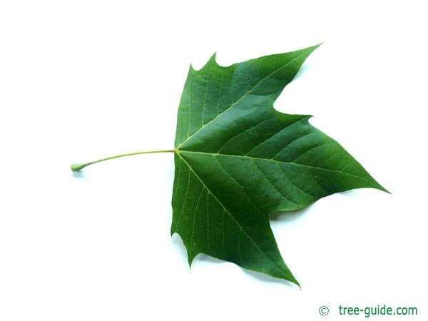 london plane tree (Platanus acerifolia) leaf