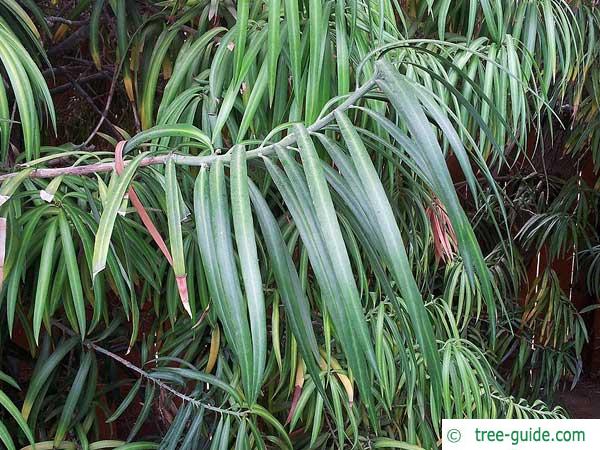 long leaved yellowwood (Podocarpus henkelii) leaves