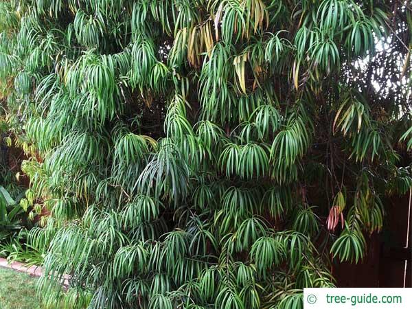 long leaved yellowwood (Podocarpus henkelii) tree