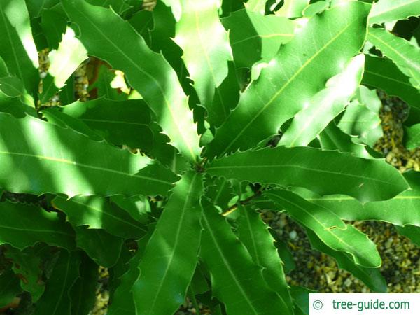 Macadamia Nut (Macadamia ternifolia) leaves