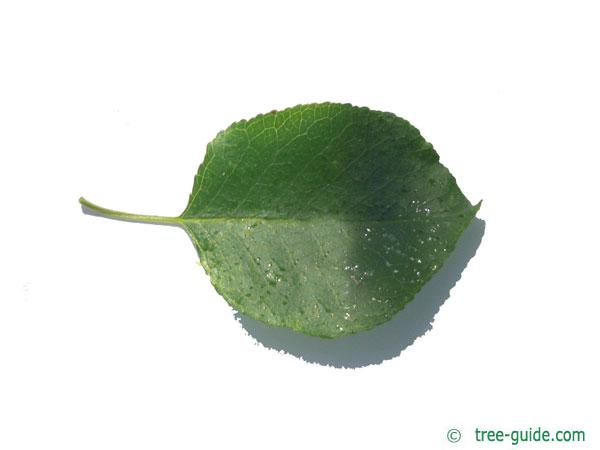 mahaleb cherry (Prunus mahaleb) leaf