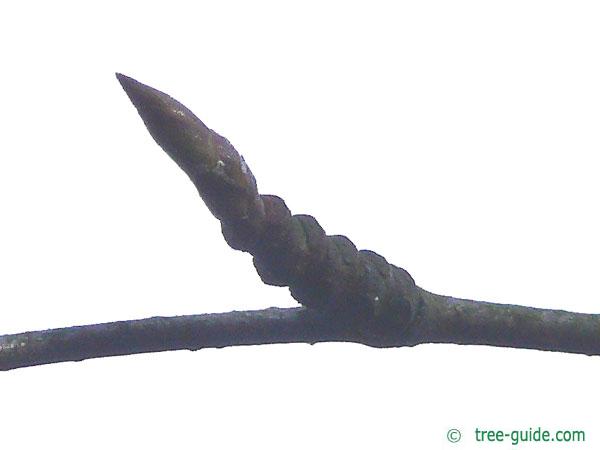 monarch birch (Betula maximowicziana) axial bud