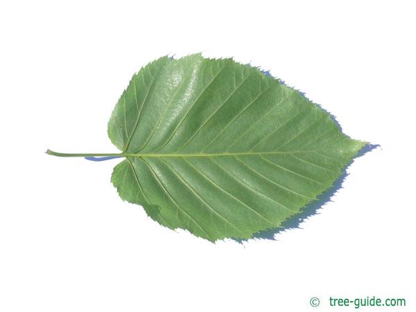 monarch birch (Betula maximowicziana) leaf underside