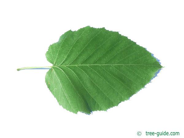 monarch birch (Betula maximowicziana) leaf