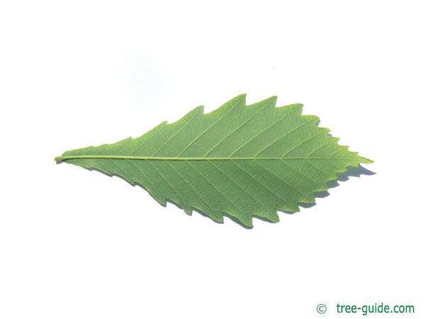 mongolian oak (Quercus mongolica) leaf underside