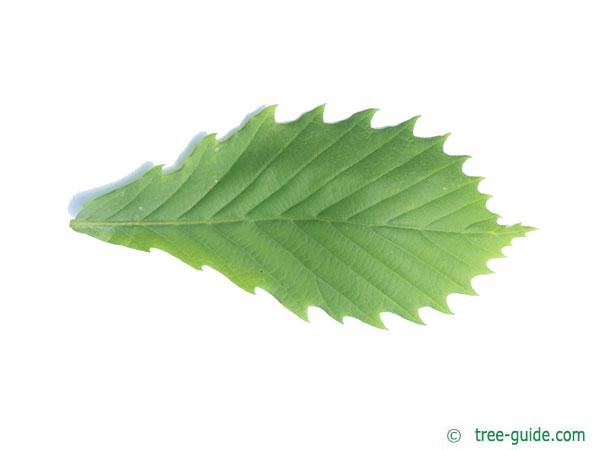 mongolian oak (Quercus mongolica) leaf