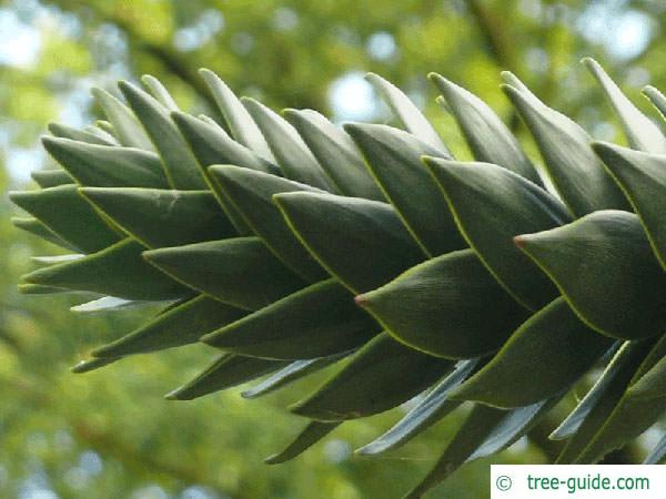 monkey tail tree (Araucaria araucana) needle