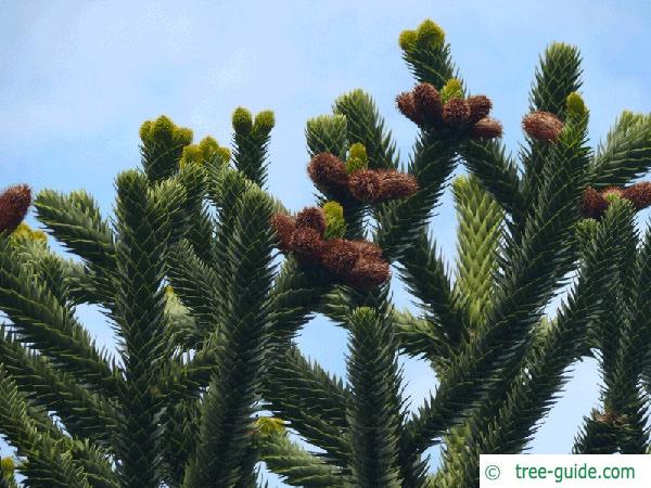 monkey tail tree (Araucaria araucana) flower / cones