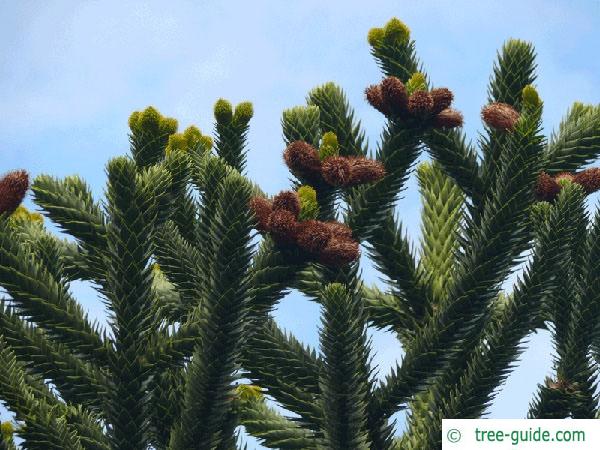 monkey tail tree (Araucaria araucana) flower / cones