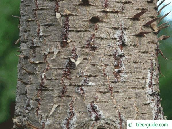 monkey tail tree (Araucaria araucana) trunk