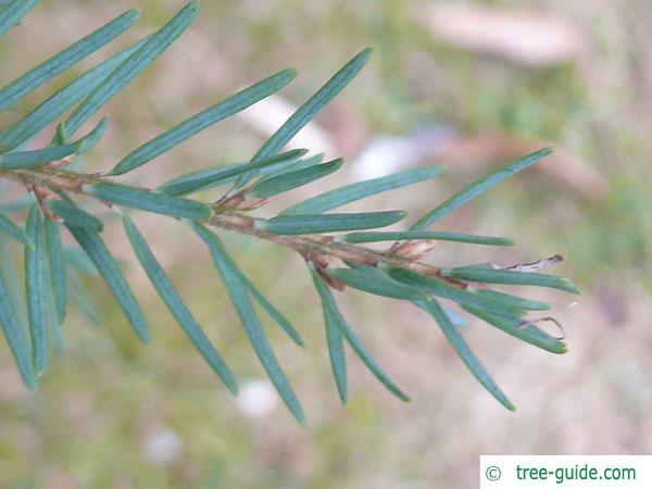 mountain pine (Tsuga mertensiana) needles